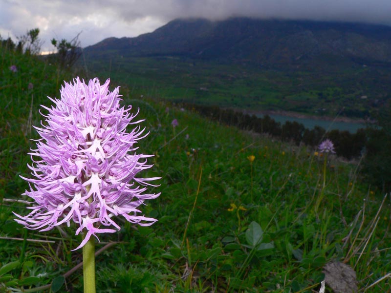 Primavera e orchidee palermitane